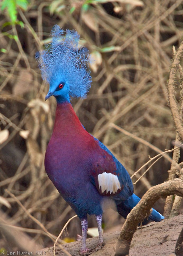 Необыкновенно красивые птицы