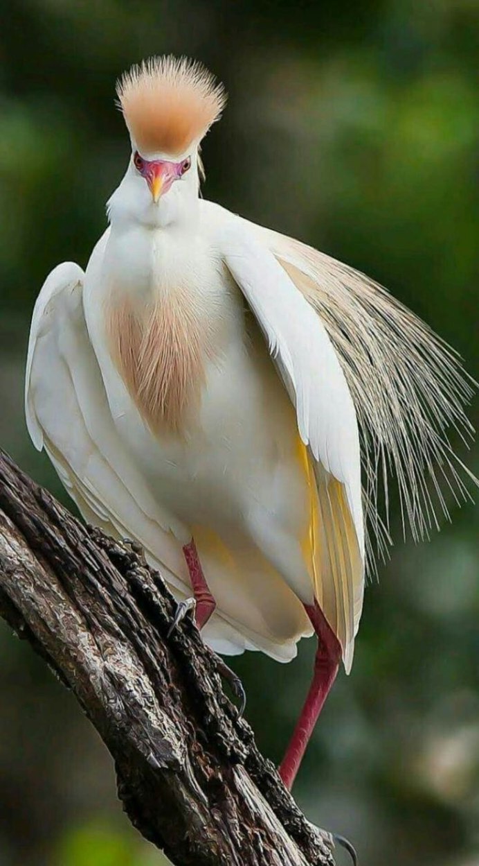 Венценосный голубь Виктория