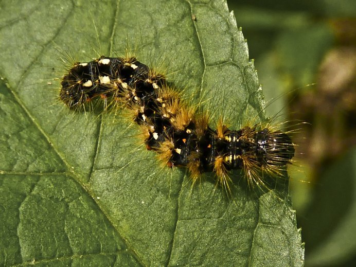 Nymphalis antiopa-гусеница