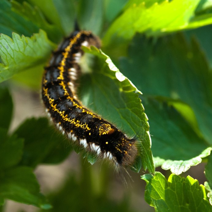 Адмирал (Vanessa Atalanta)