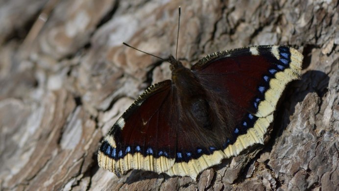 Euthrix potatoria гусеница