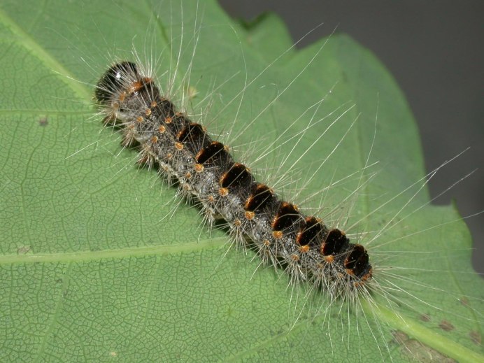 Nymphalis antiopa-гусеница