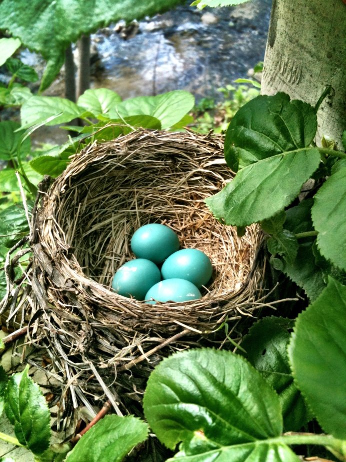 Малиновка птица фото гнезда