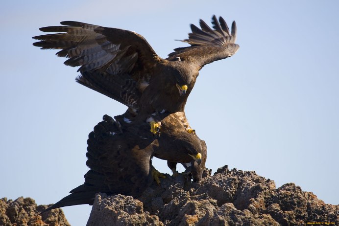 Сокол Орел ястреб канюк