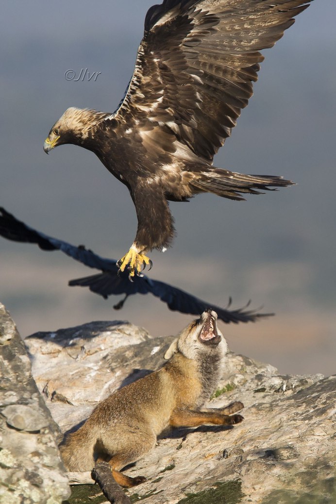 Горный орёл