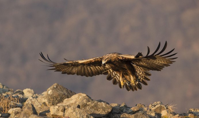 Сокол Беркут