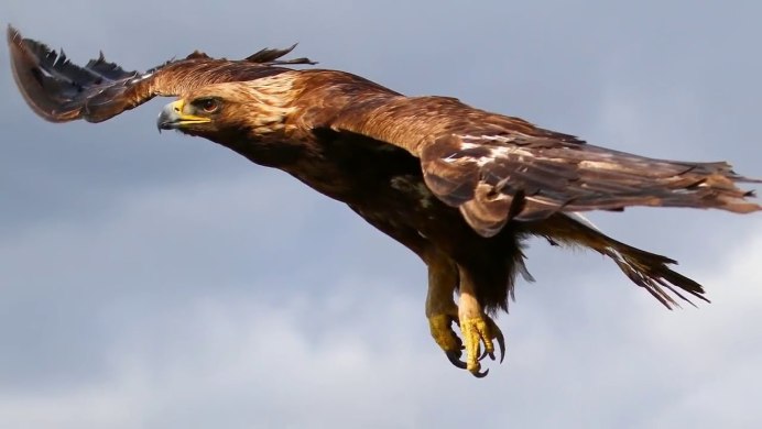 Орёл Беркут в горах