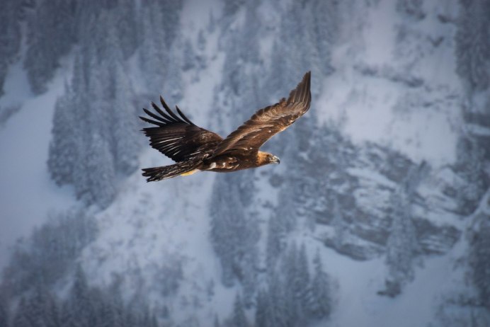 Беркут Орел Ингушетия