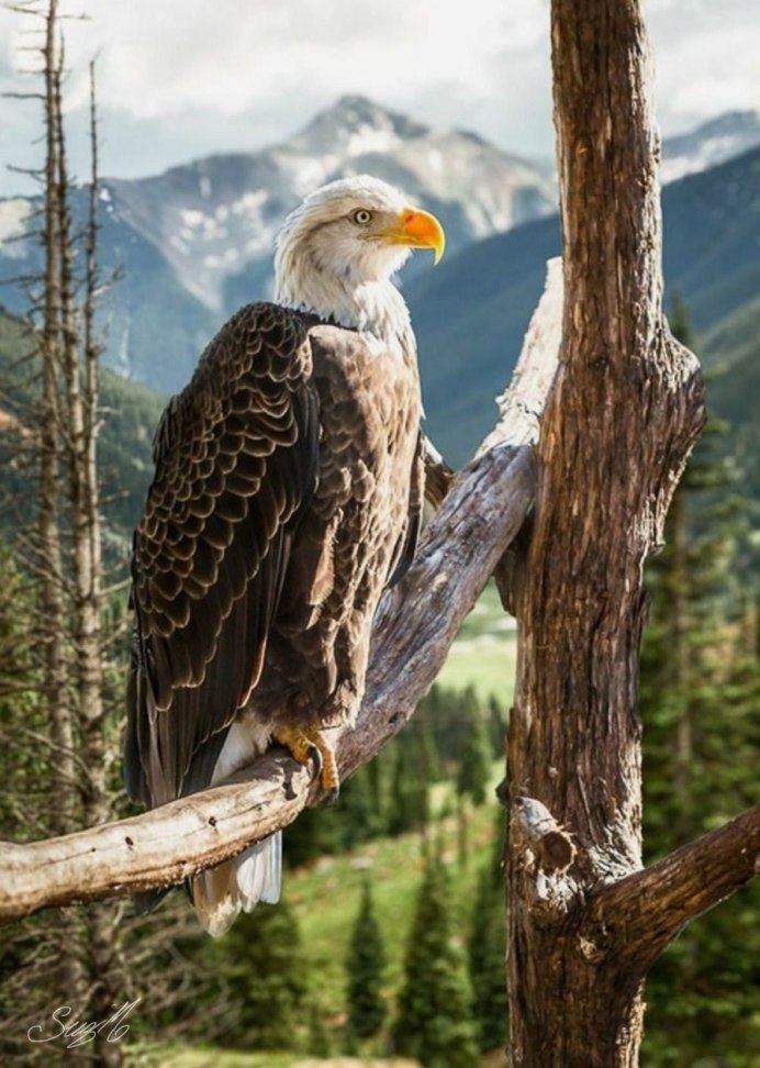 Дагестанские горы и Орел