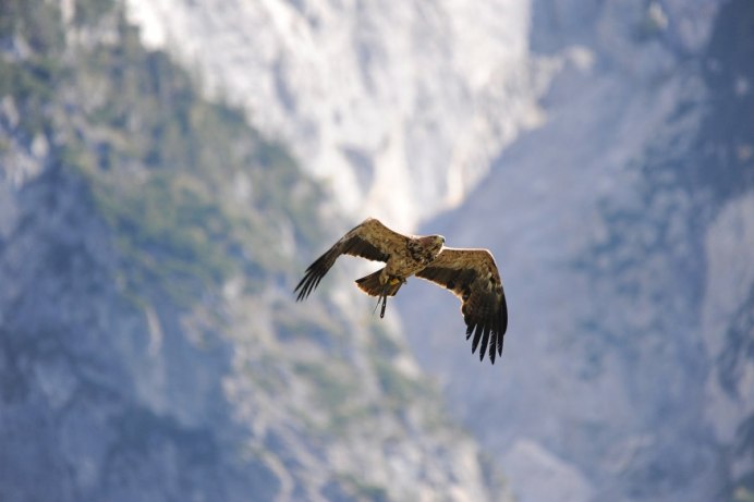 Птицы Дагестана Орел Беркут