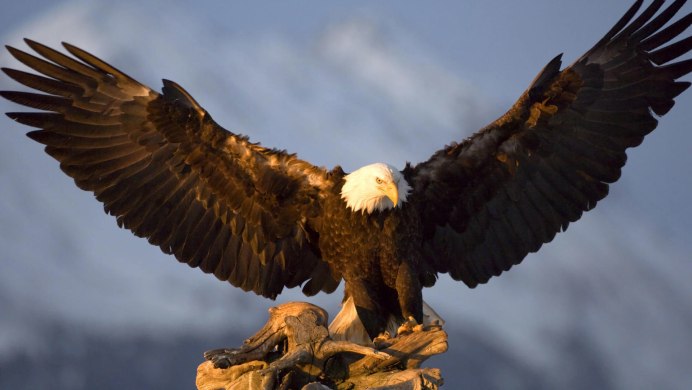 Птицы над лесом