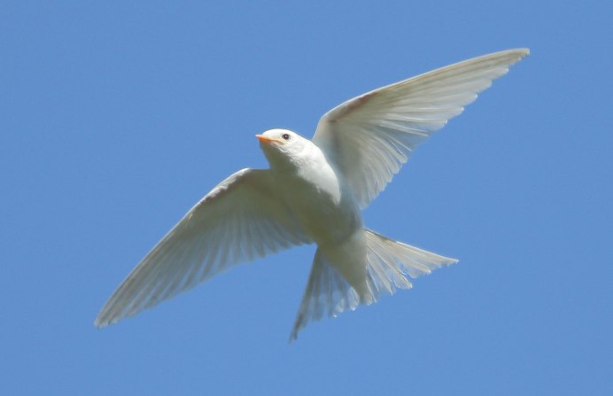Белая Ласточка