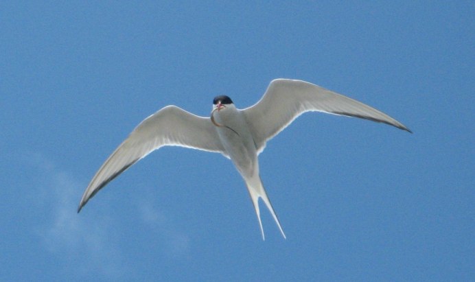 Hirundo neoxena