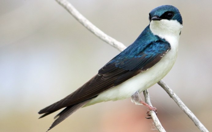 Hirundo Rustica Linnaeus.