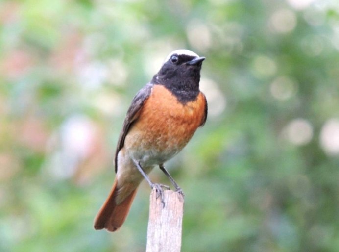 Обыкновенная горихвостка (Phoenicurus Phoenicurus)