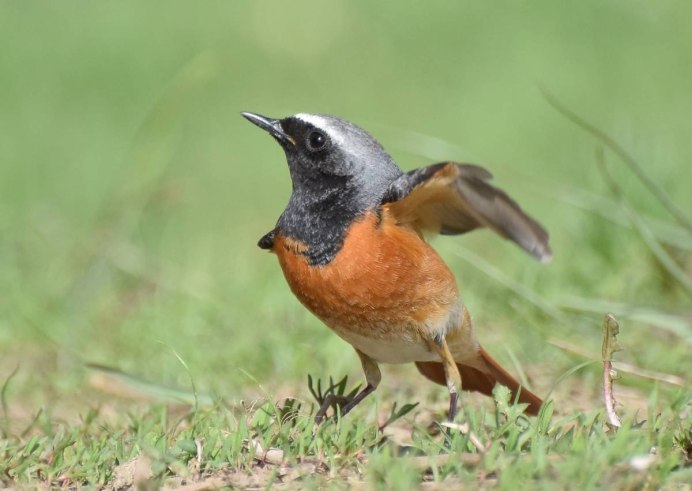 Обыкновенная горихвостка (Phoenicurus Phoenicurus)