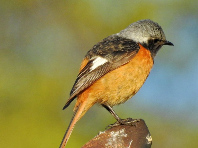 Обыкновенная горихвостка (Phoenicurus Phoenicurus)