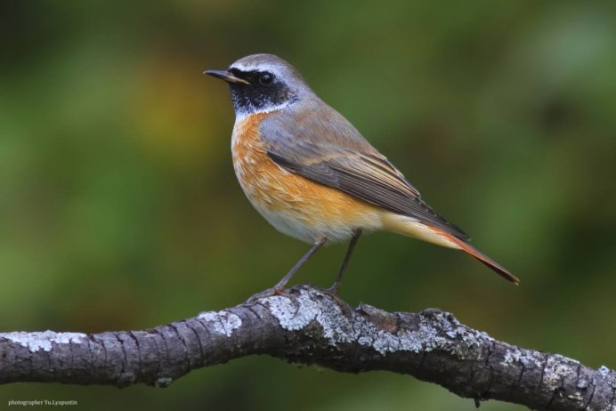 Обыкновенная горихвостка (Phoenicurus Phoenicurus)