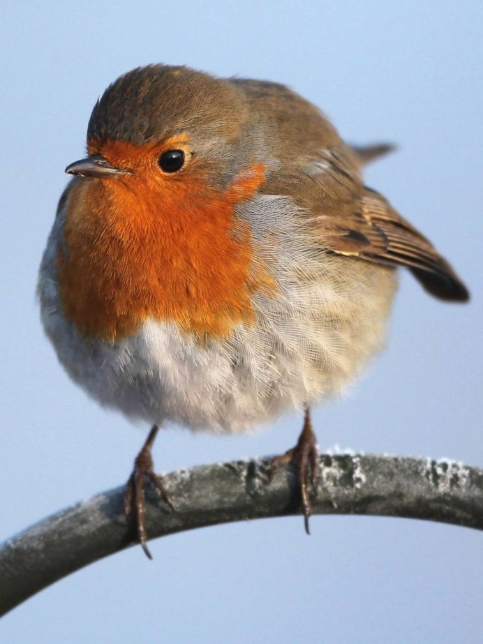 Робин -Зарянка птица