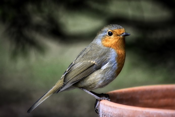 Малиновка Зарянка птичка