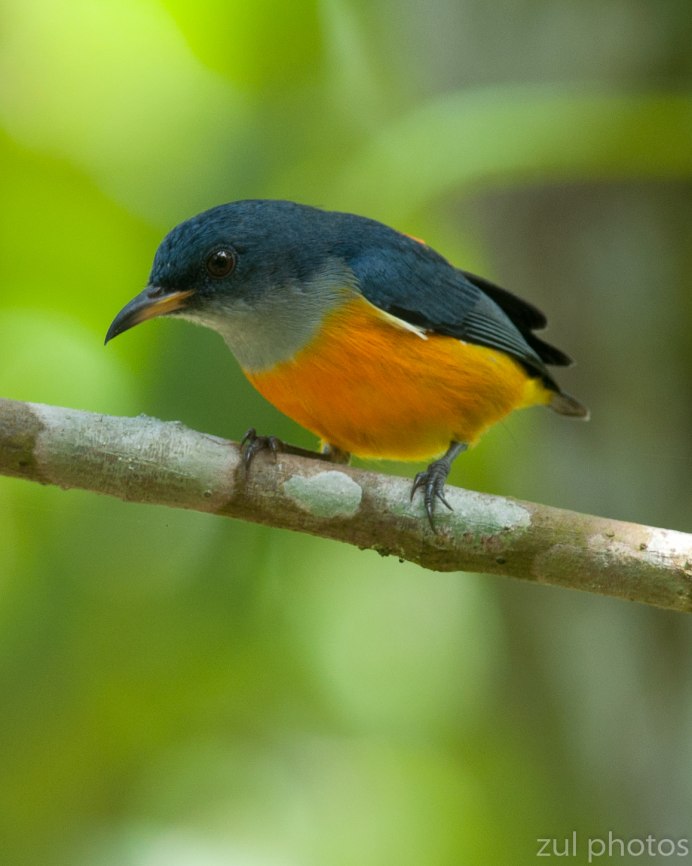 Птица коричневая с желтой грудкой