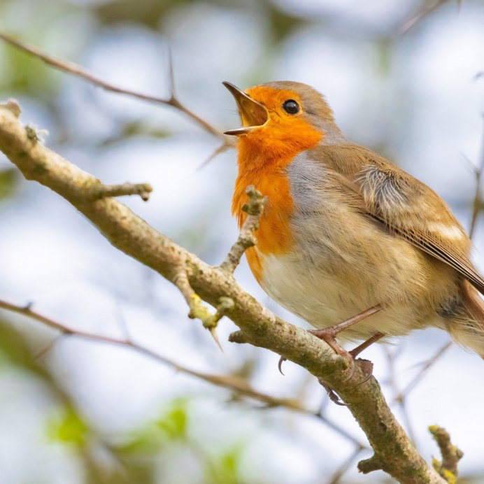 Птичка отряда воробьиных с оранжевой грудкой