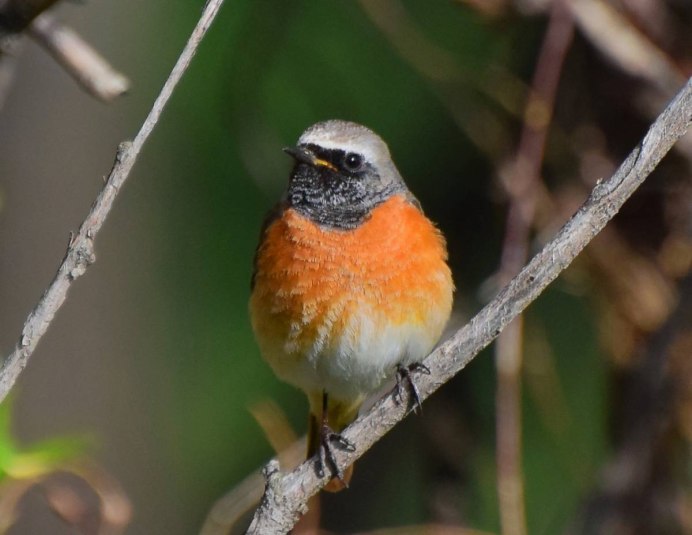 Певчая птичка с красной грудкой