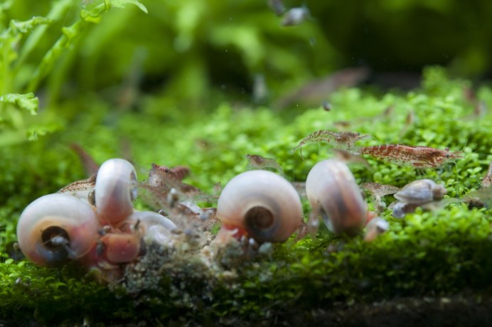 2) Роговая катушка Planorbarius corneus
