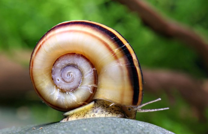 Ramshorn Snail улитка катушка