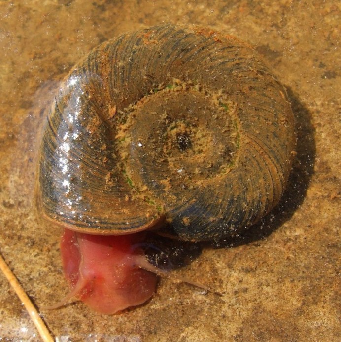 Arianta arbustorum
