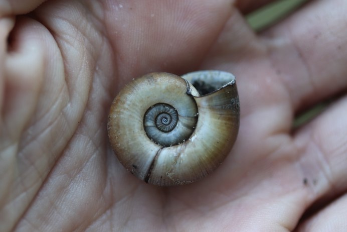 Ramshorn Snail улитка катушка
