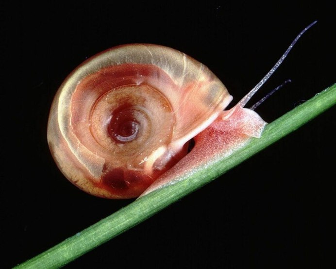 Gyraulus Albus