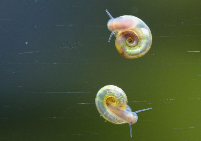 Ramshorn Snail улитка катушка