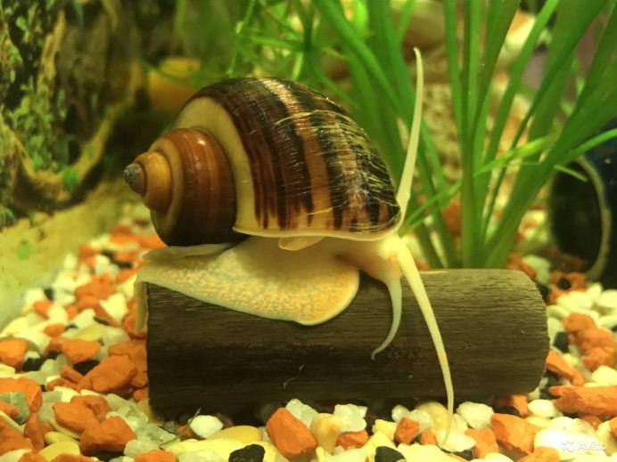 Улитка катушка Planorbis
