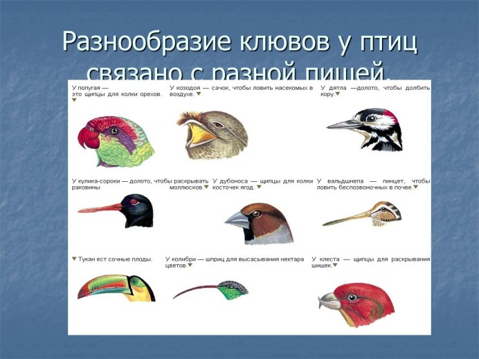 Разнообразие клювов птиц