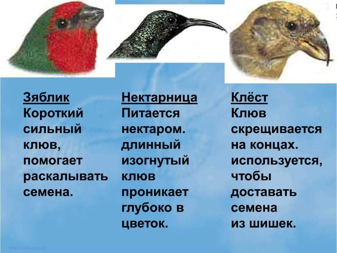 Строение клюва птицы