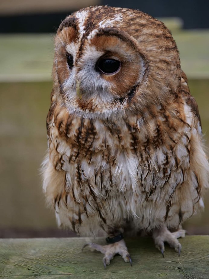 Strix leptogrammica