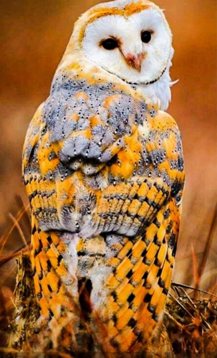 Ушастая Сова (лат. ASIO Otus)