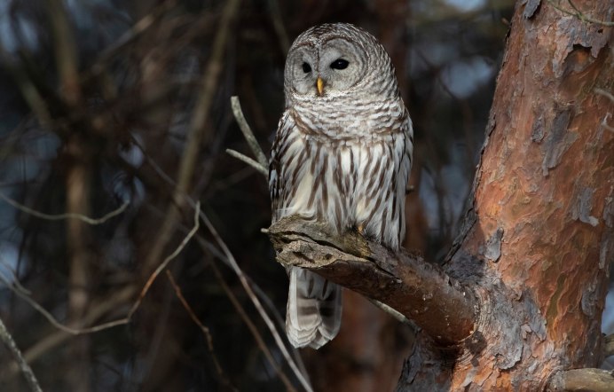 Полосатая неясыть