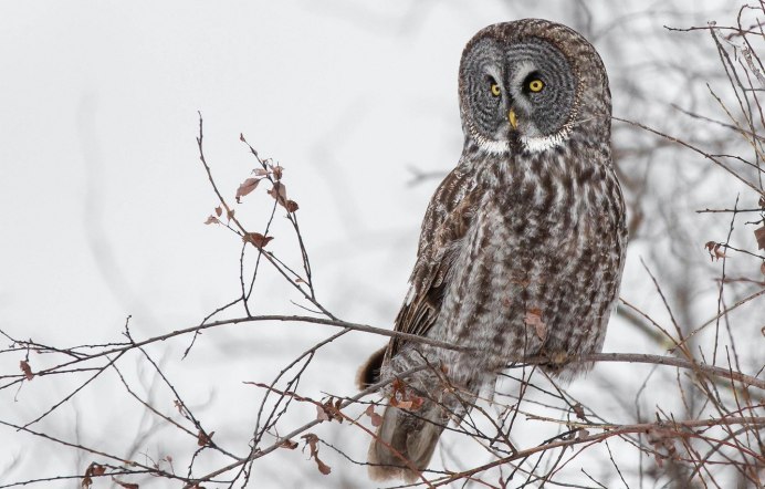 Африканская неясыть циккаба