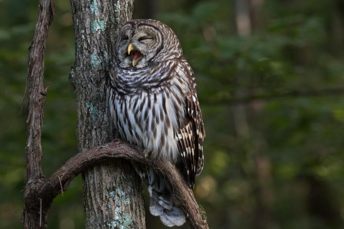 Неясыть шоколадного цвета