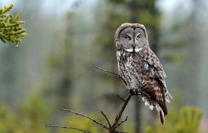 Красивая Сова