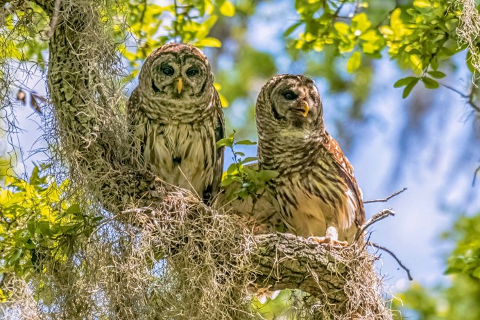 Филин Сова неясыть