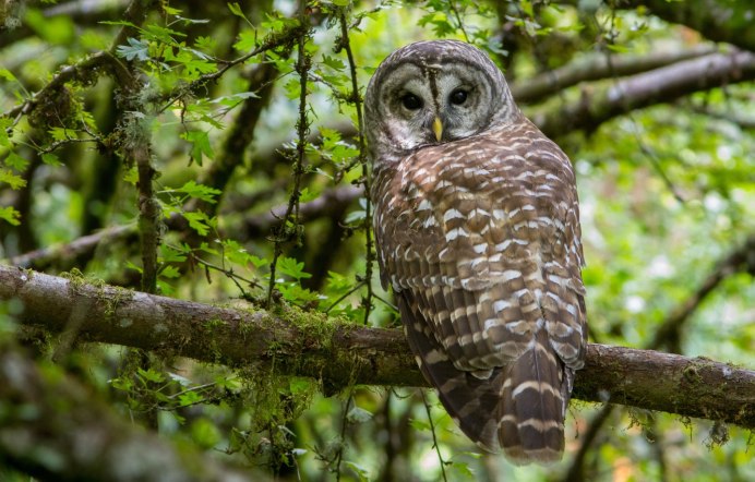 Пятнистая Сова