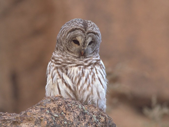 Сова осенью