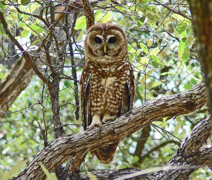 Совообразные Филин