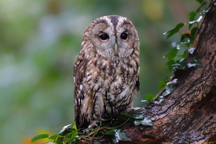 Неясыть Давида