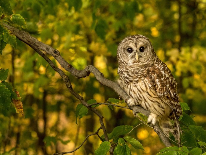 Сова пестрая неясыть