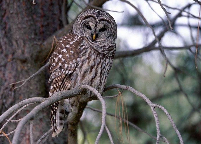 Неясыть Сова пятнистая