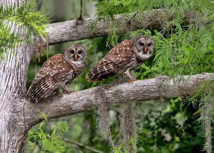 Птенец Сова пятнистая